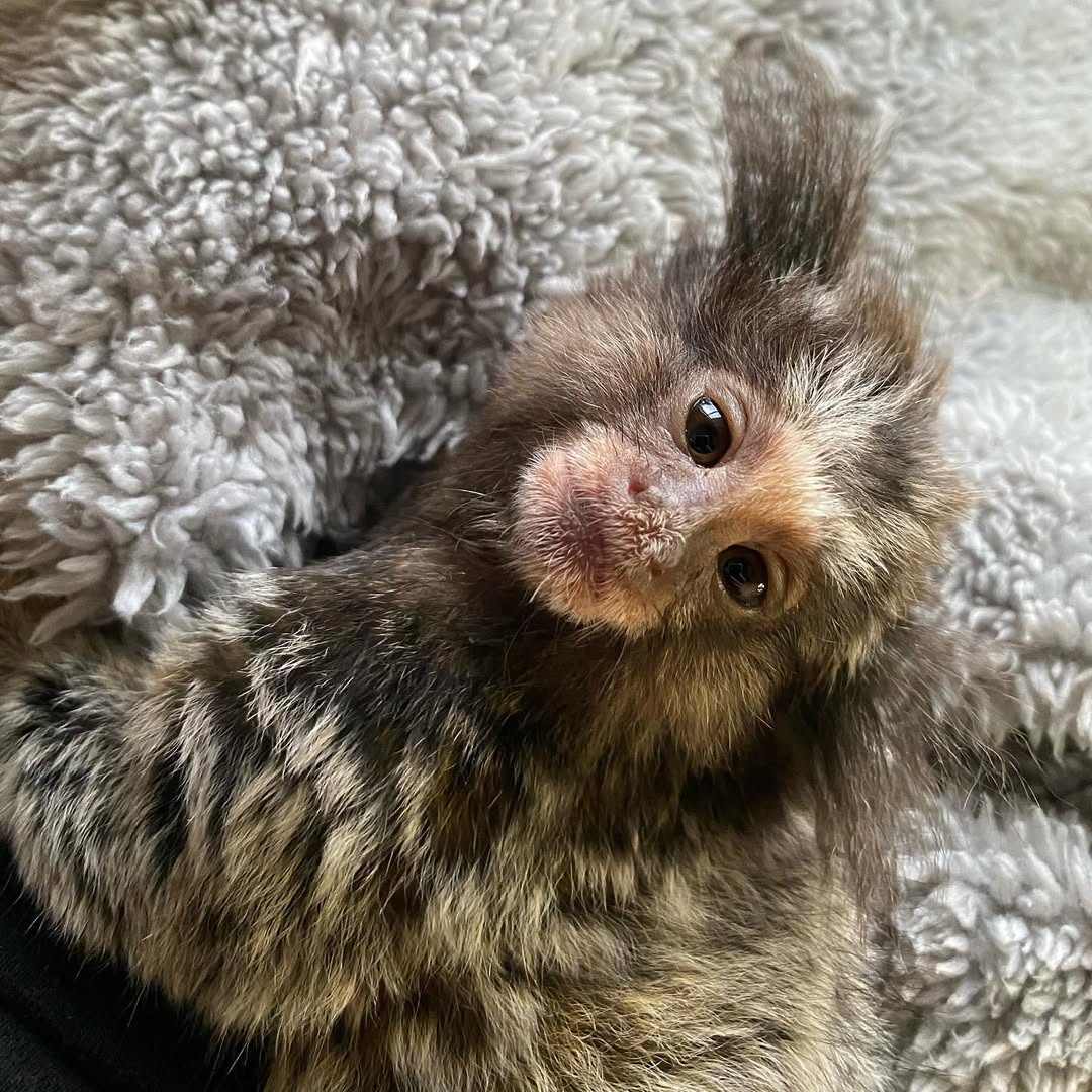 Boo Mamoset Monkey For Sale