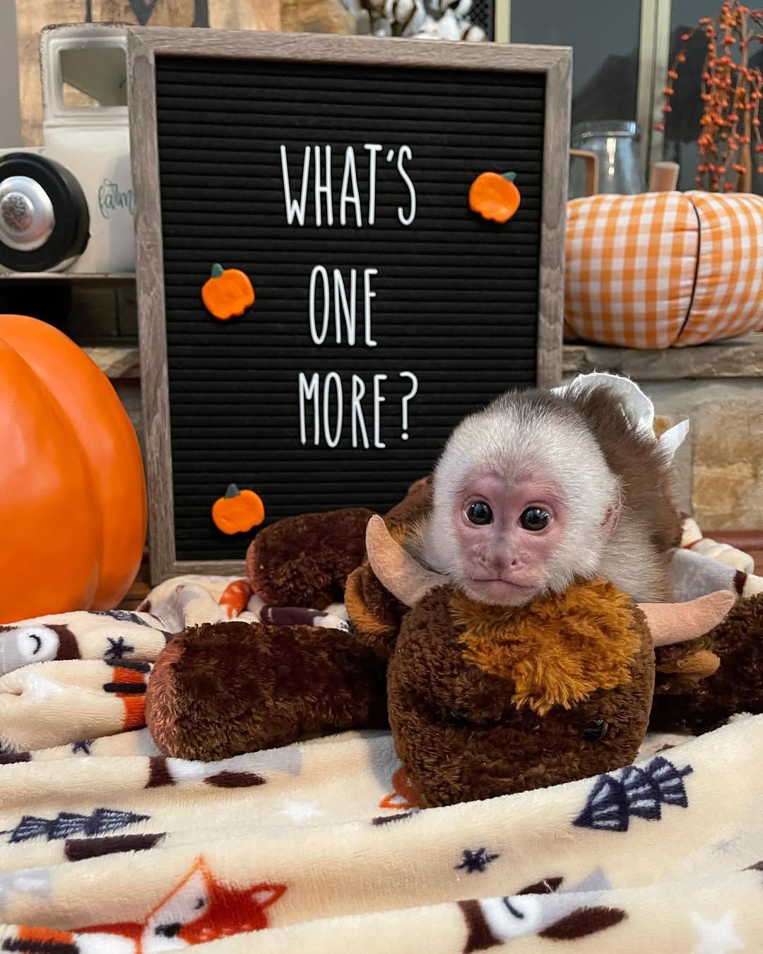 \\Gucci Capuchin Monkey for sale