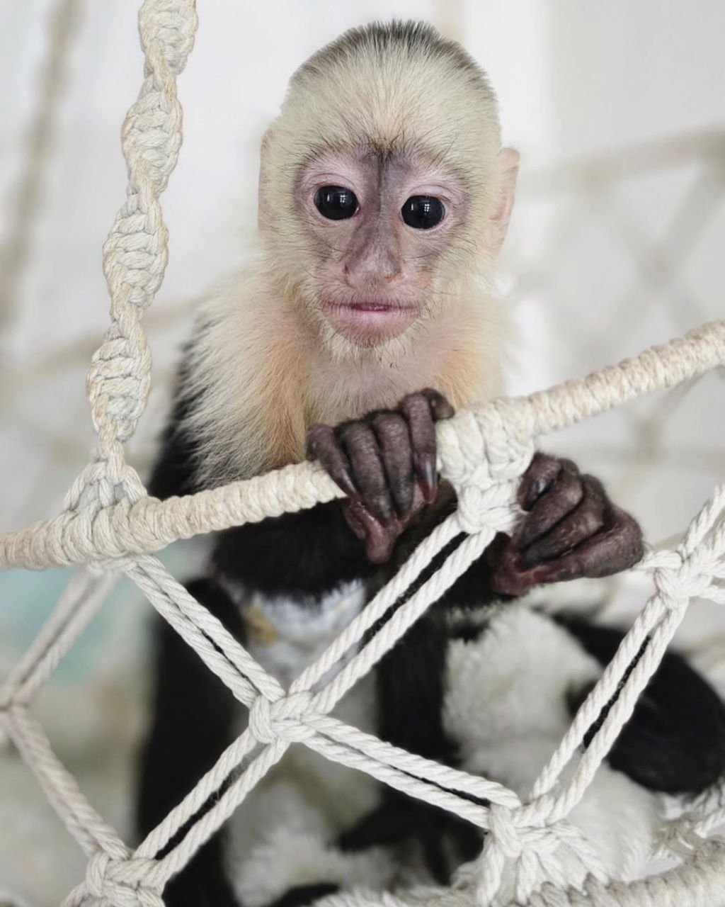 Lola Capuchin Monkey for sale