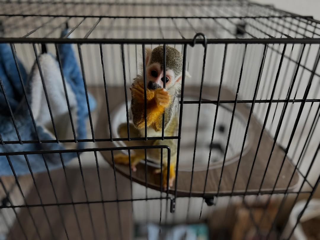 Squirrel Monkey