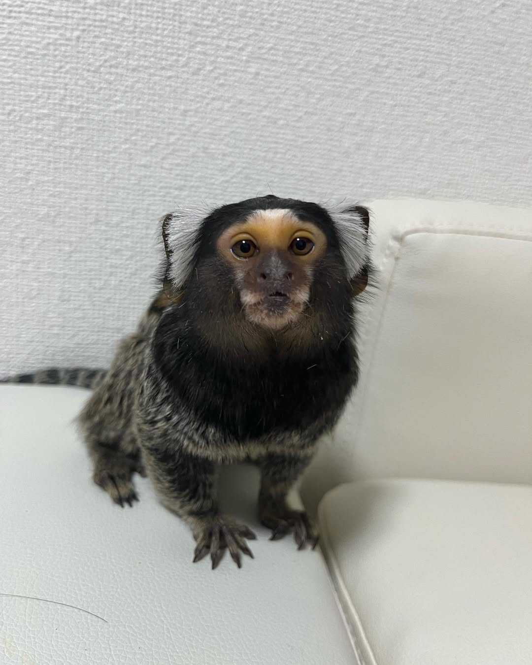 Pipi-Mamoset-Monkey-For-Sale