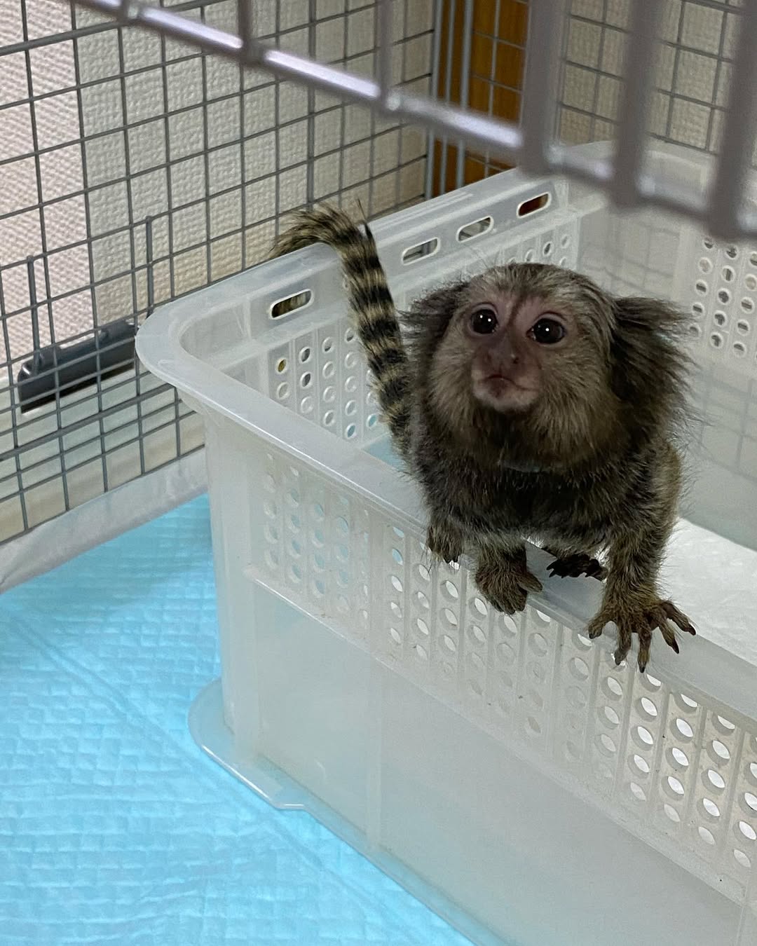 Pokke Mamoset Monkey for sale