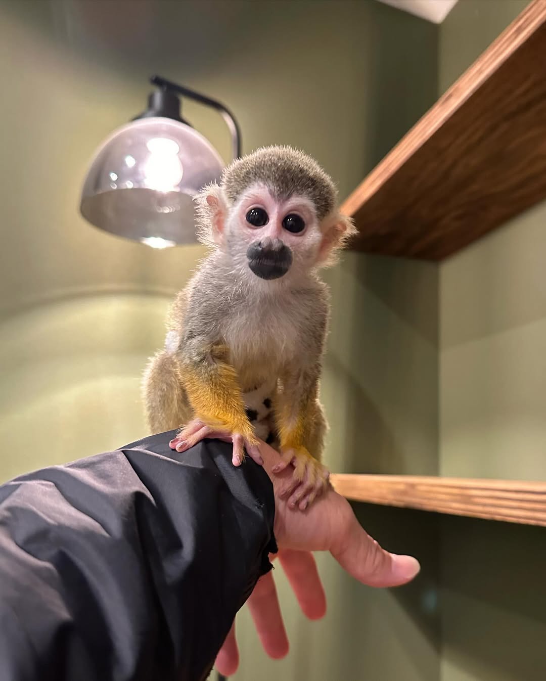 Rowa Squirrel Monkey For sale