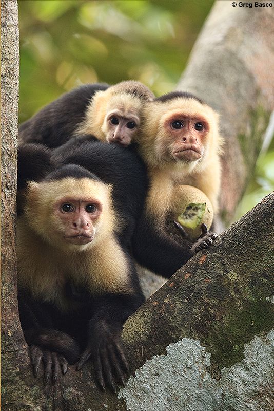 Capuchin Monkey Interaction