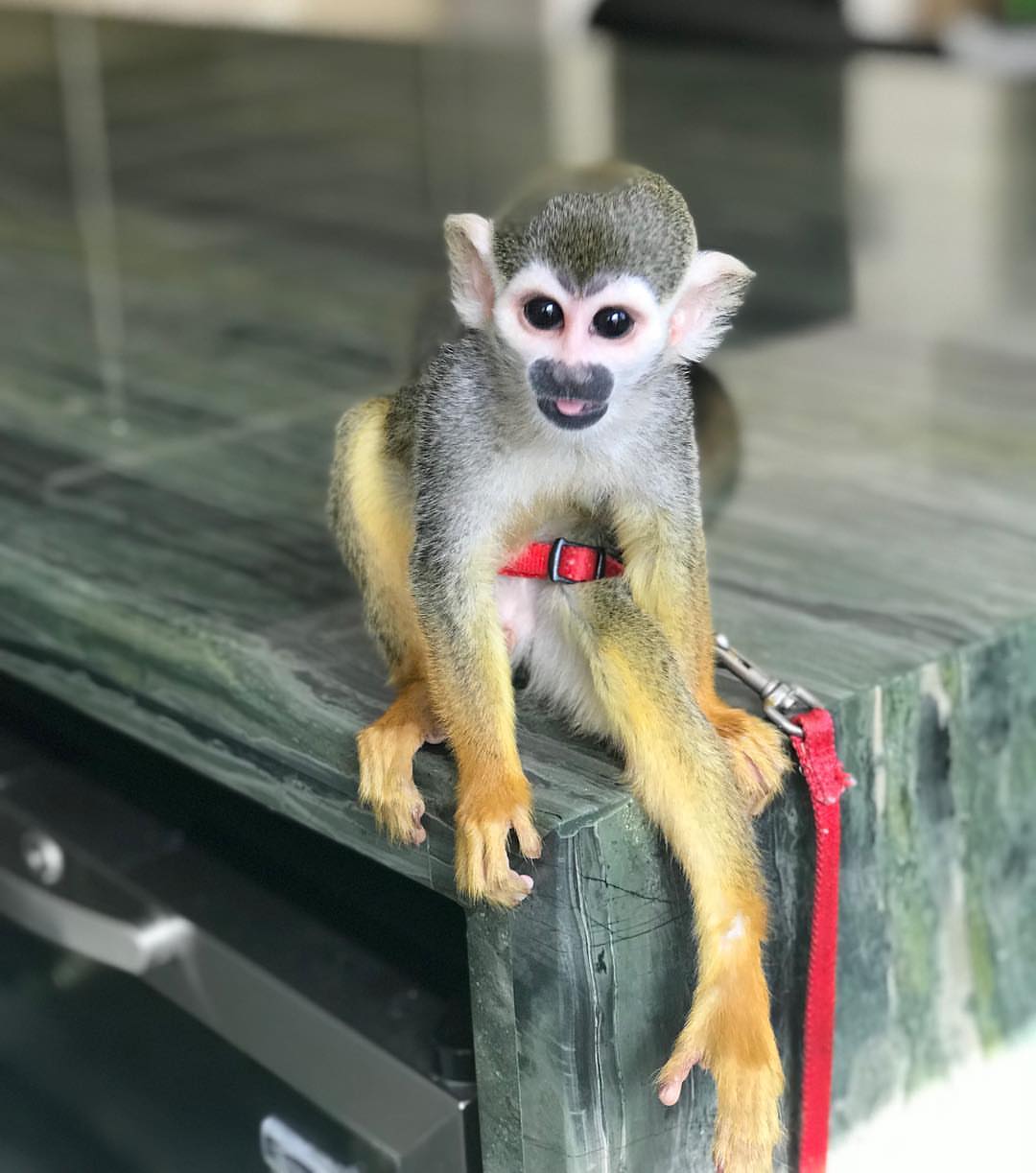 Mercy Squirrel Monkey for sale
