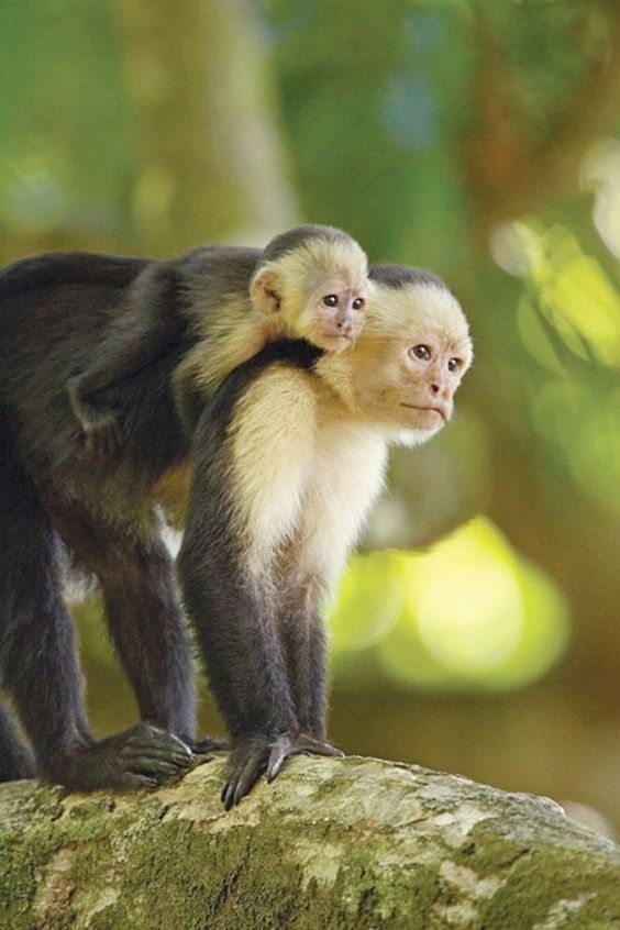 Capuchin in Natural Habitat